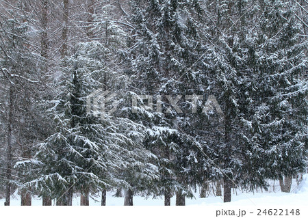 雪の森の写真素材