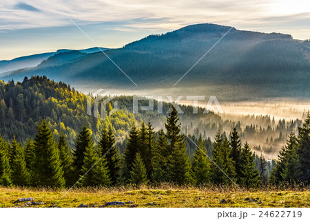 fog on hot sunrise in forest 24622719