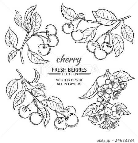 cherry sketch setのイラスト素材 [24623234] - PIXTA