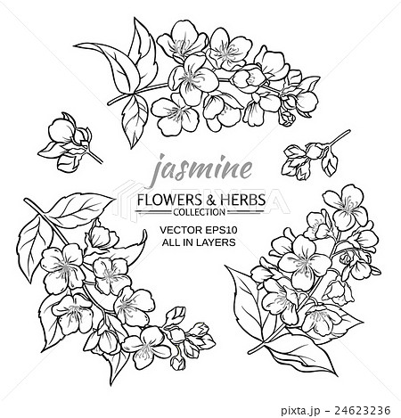 1,800+ Jasmine Flower Cut Out Stock Illustrations, Royalty-Free Vector  Graphics & Clip Art - iStock