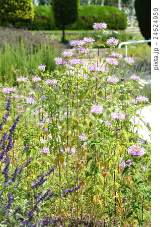 ベルガモット 24624950