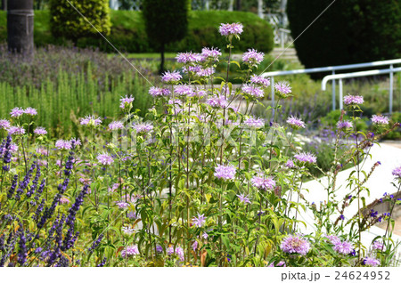 ベルガモット 24624952