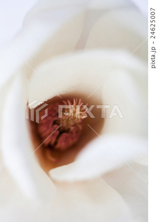 Close-up macro magnolia inside 24625007
