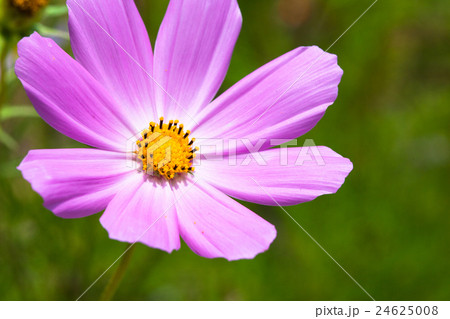 Close-up of Pink Cosmos flowers blooming  24625008