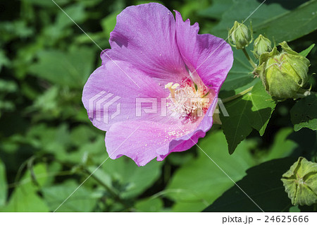 夏の花 芙蓉 夏の花 芙蓉 24625666