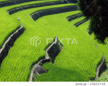 星野村　稲穂の夏 24625716