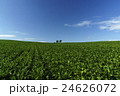 美瑛の丘 24626072