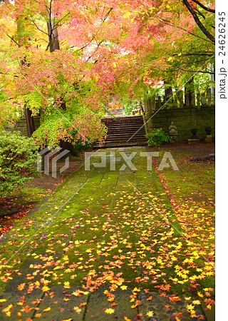 落ち葉の境内 24626245