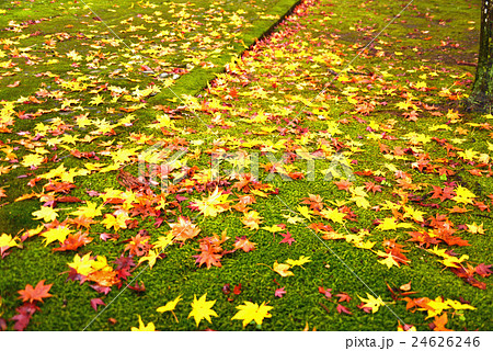 落ち葉の参道 24626246