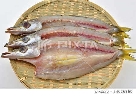 カマスの一夜干し カマスの一夜干し 24626360