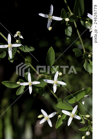 センニンソウ 24626779