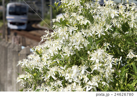 センニンソウ センニンソウ 24626780