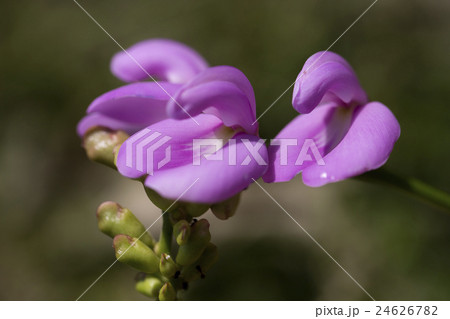 ハマナタマメ 24626782