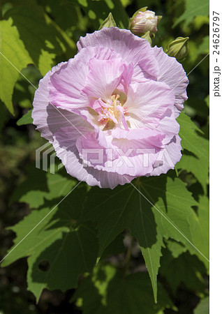 芙蓉の花 芙蓉の花 24626797