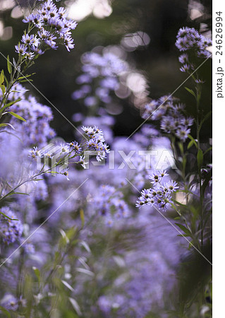 満開のシオン 24626994