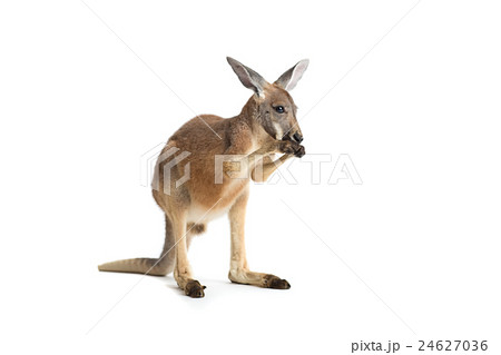 Red Kangaroo on White Red Kangaroo on White 24627036