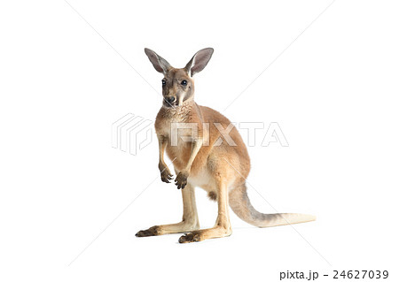 Red Kangaroo on White 24627039