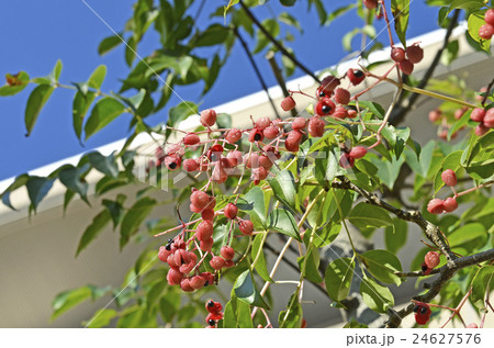 ゴンズイの実と種 24627576