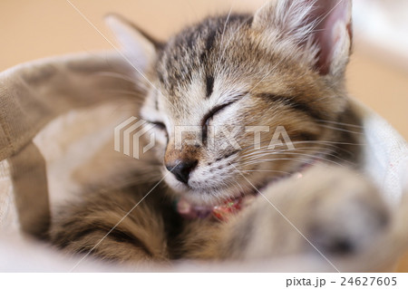 すっぽり収まって子猫うたたね すっぽり収まって子猫うたたね 24627605