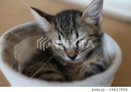 すっぽり収まって子猫うたたね すっぽり収まって子猫うたたね 24627606