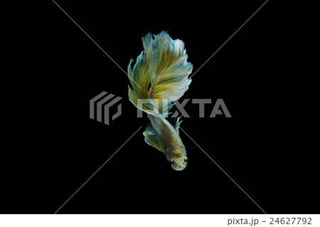 Siamese fighting fish or betta fish isolated  24627792