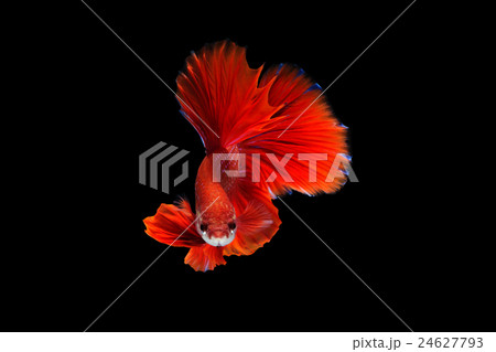 Siamese fighting fish or betta fish isolated  24627793