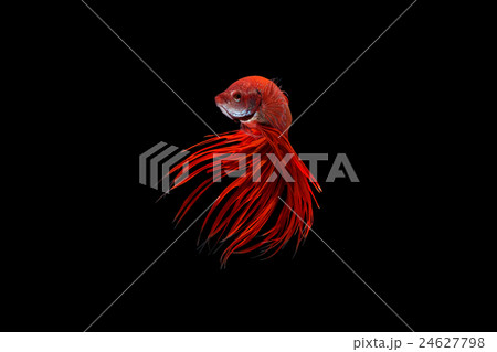 Siamese fighting fish or betta fish isolated  24627798