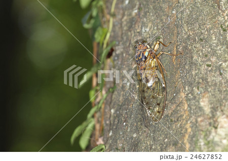 セミ セミ 24627852