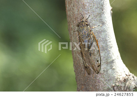 セミ セミ 24627855