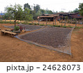Drying coffee beans 24628073