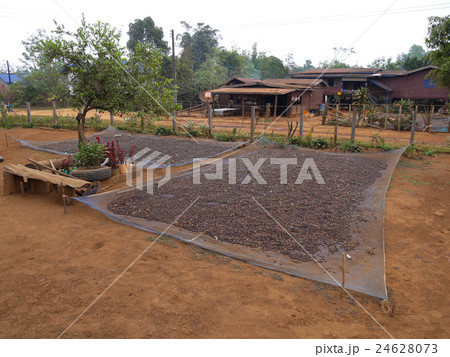 Drying coffee beans 24628073