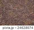 Drying coffee beans 24628074