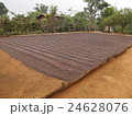 Drying coffee beans 24628076
