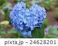 ハート　あじさい 24628201