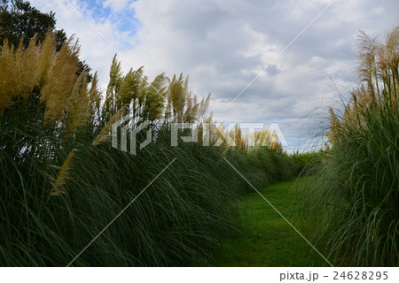 ススキ 24628295