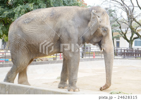 2015秋姫路動物園のぞう3 2015秋姫路動物園のぞう3 24628315