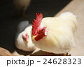 鶏 24628323