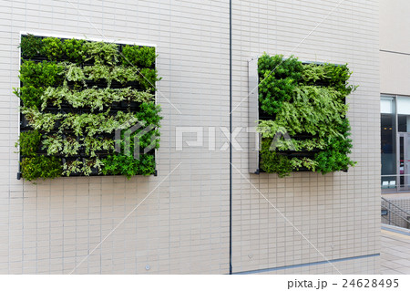 Potted plant on wall 24628495