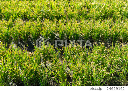 Paddy green Rice Fields Paddy green Rice Fields 24629162
