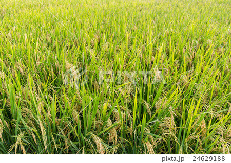 Rice field 24629188