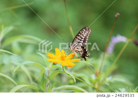 花と蝶 24629535