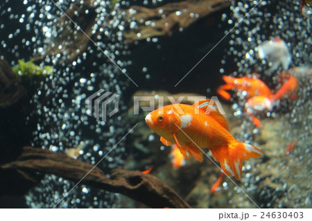 金魚 金魚 24630403