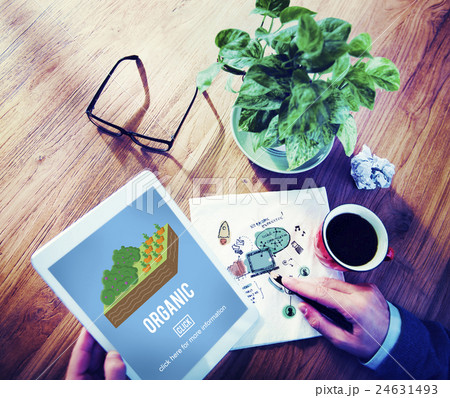 Organic Agriculture Crop Environment Growing Concept Organic Agriculture Crop Environment Growing Concept 24631493