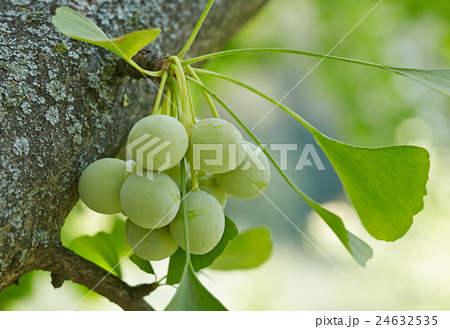 Ginkgo biloba 24632535