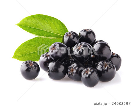Chokeberry with leaves 24632597