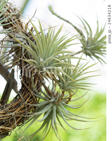 チランジア チランジア 24634218