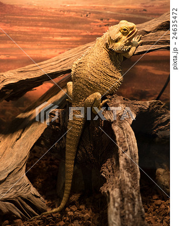 フトアゴヒゲトカゲ 24635472