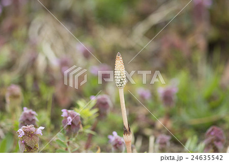 ツクシ 24635542