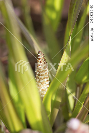 ツクシ 24635546