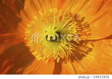 黄色いポピーの花 24635926